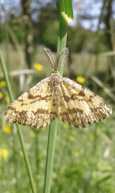 Ematurga atomaria (Geometridae)?